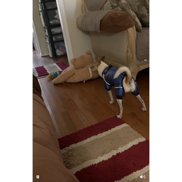 Dog Pet Puffy - Picture 9 of 9